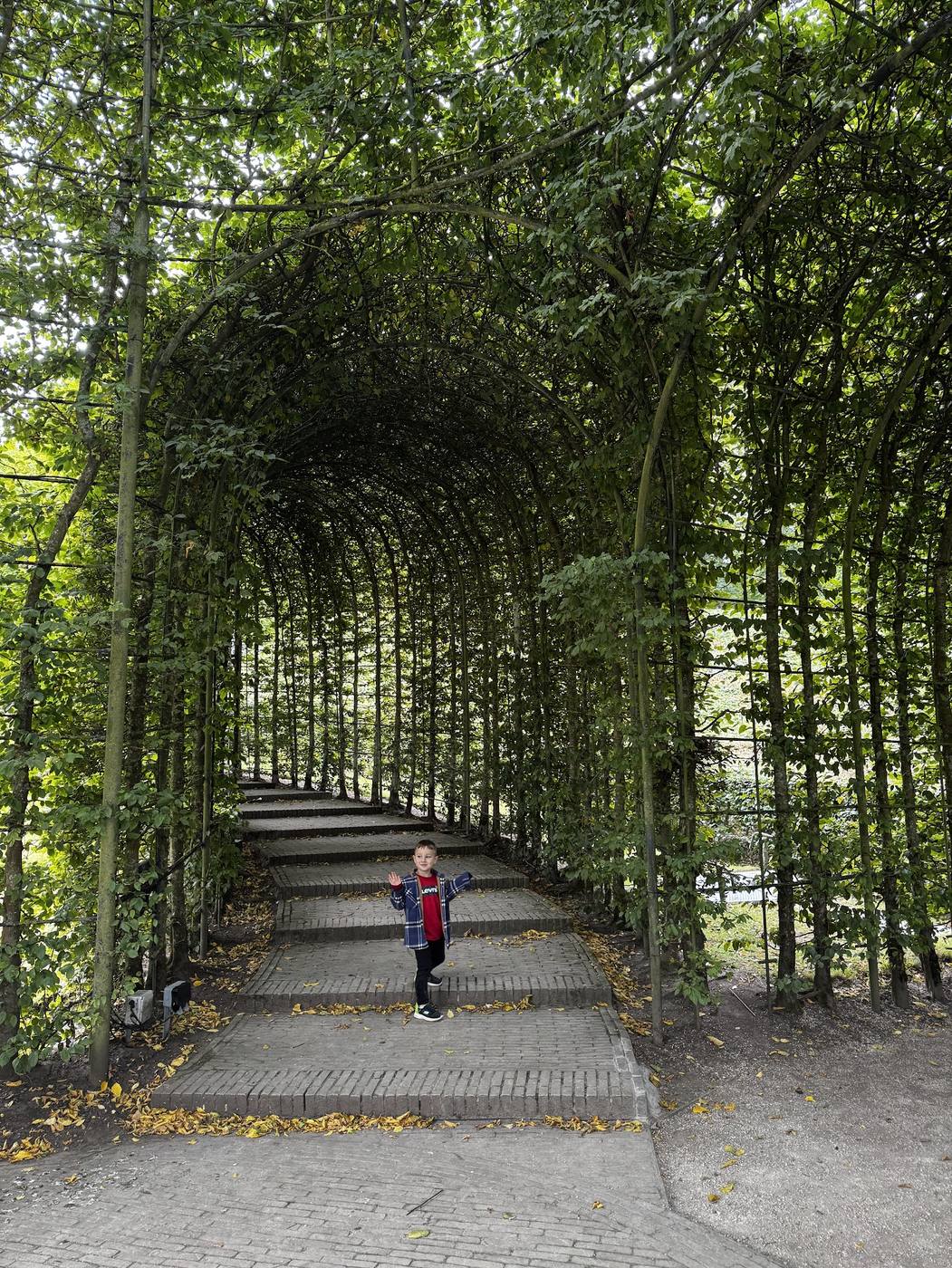 A small boy standing on the steps inside a long green tunnel of trained trees at the Alnwick Garden.