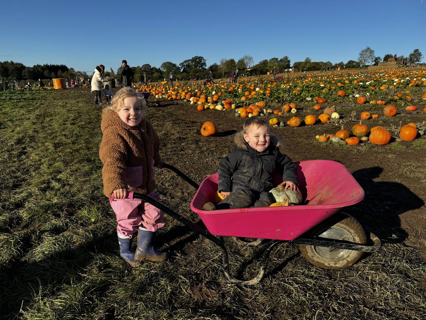A girl pushing her little brother in a pink wheelbarrow across the pumpkin field at Brocksbushes.