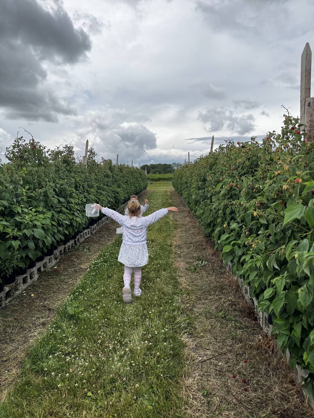 A small girl holding a punnet and running down a grassy row between raspberry canes at Brocksbushes.