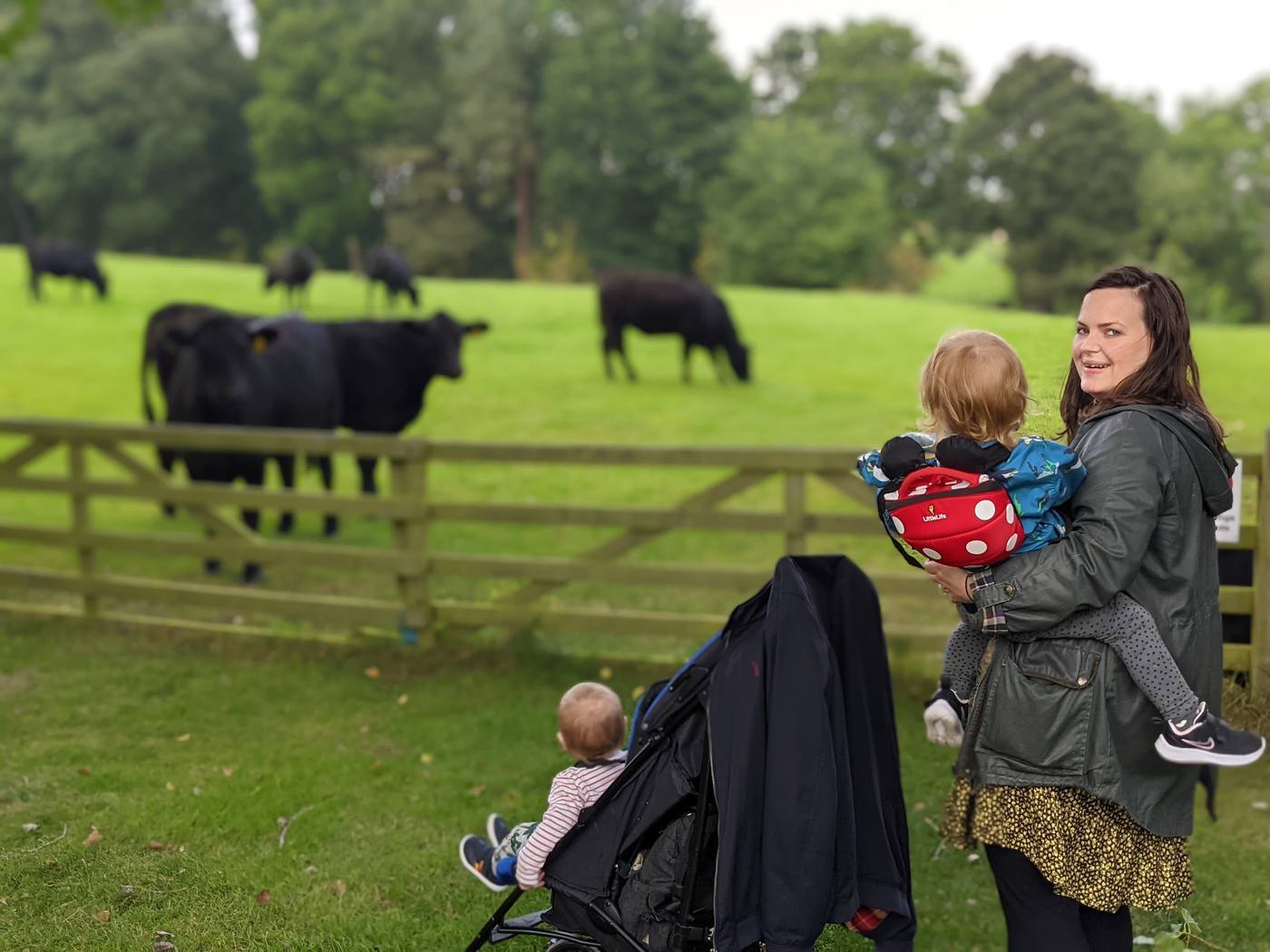 A woman carrying a toddler and a baby in a buggy watching black cattle behind a wooden fence at Northumberland Zoo.