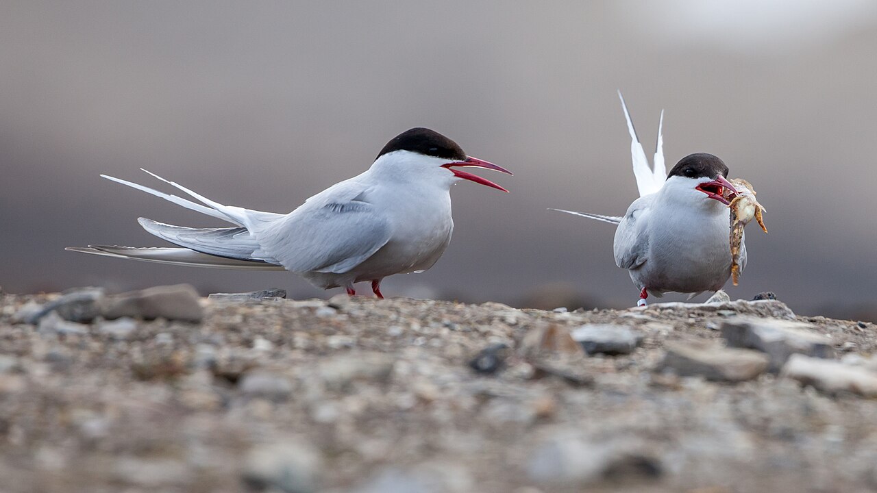 Arctic tern