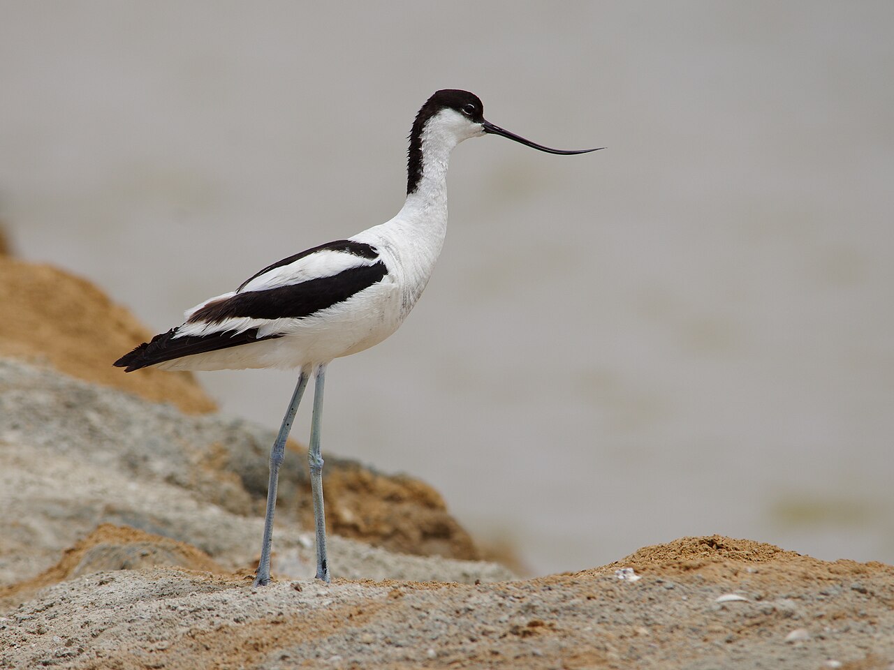 Avocet