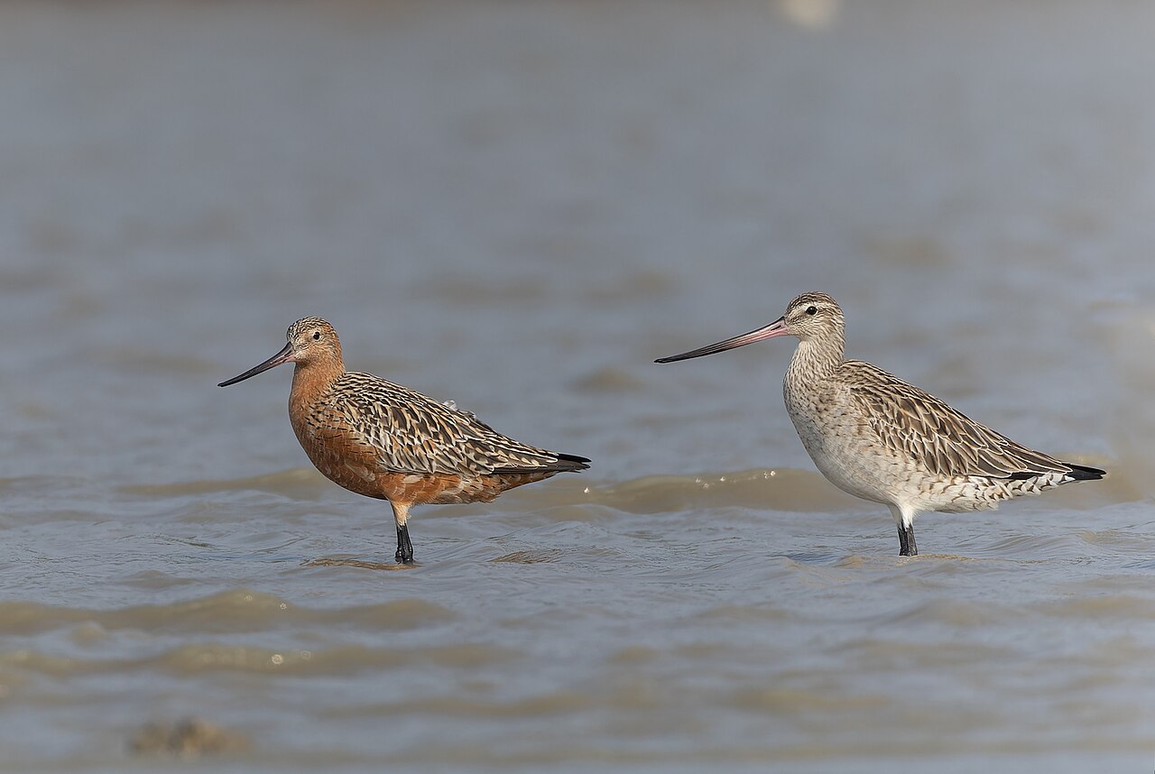 Bar-tailed godwit