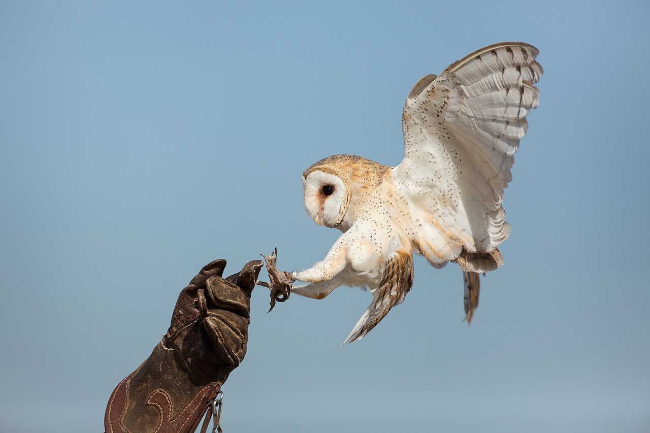 Barn owl