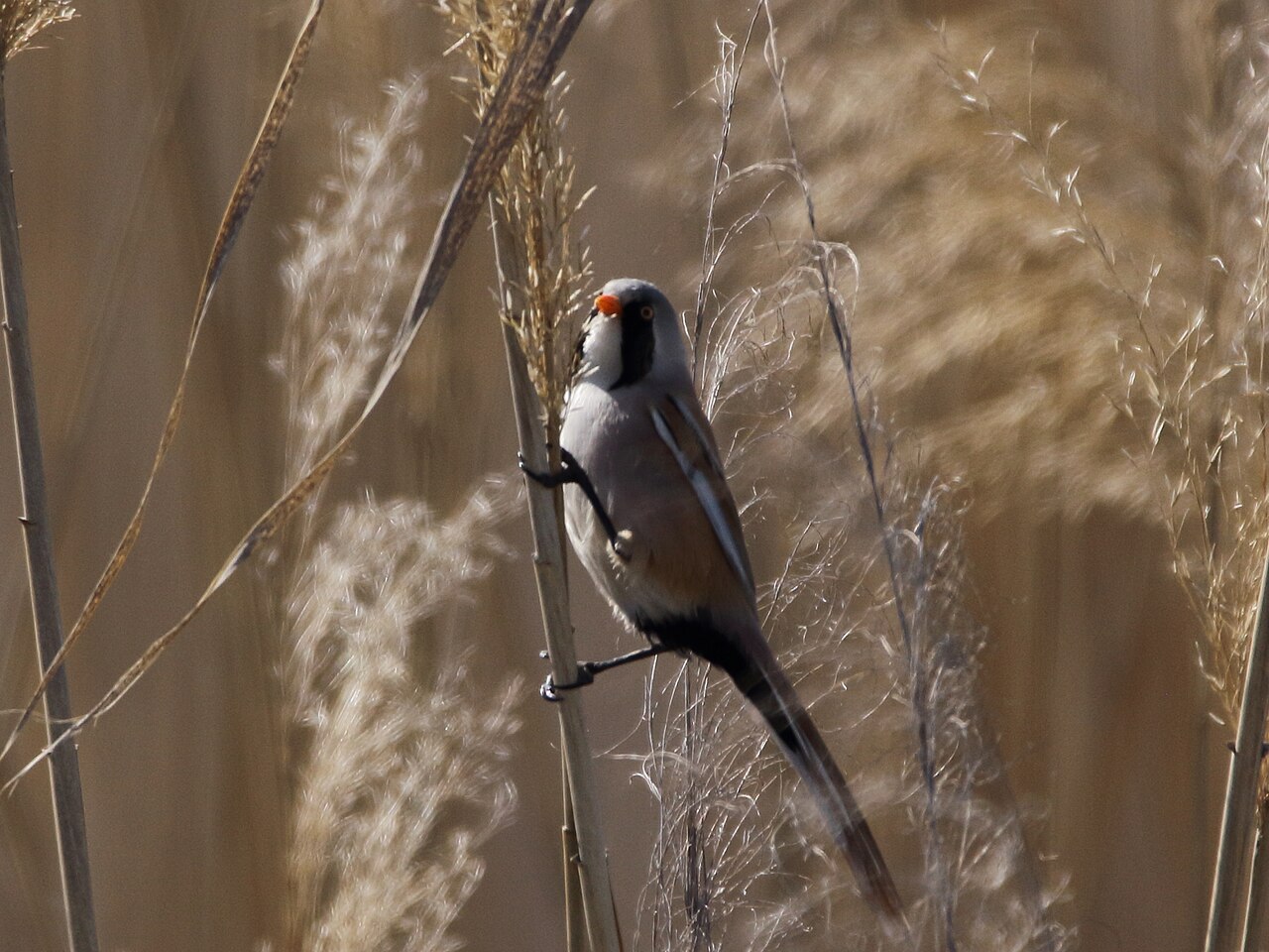 Bearded tit