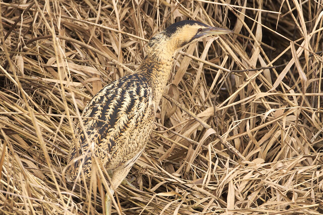 Bittern
