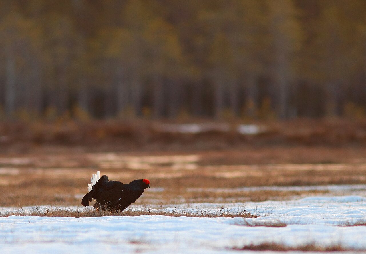 Black grouse