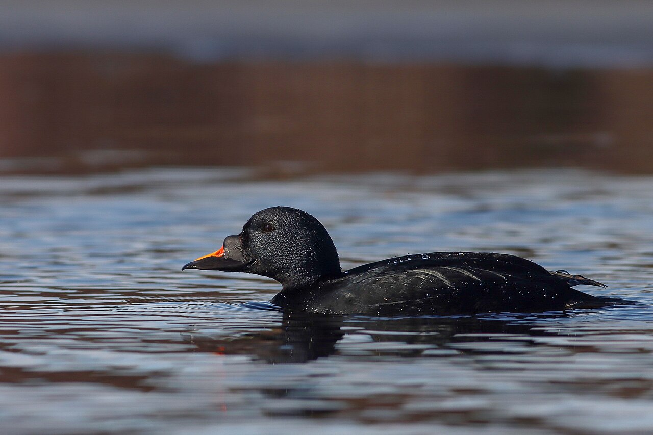 Common scoter