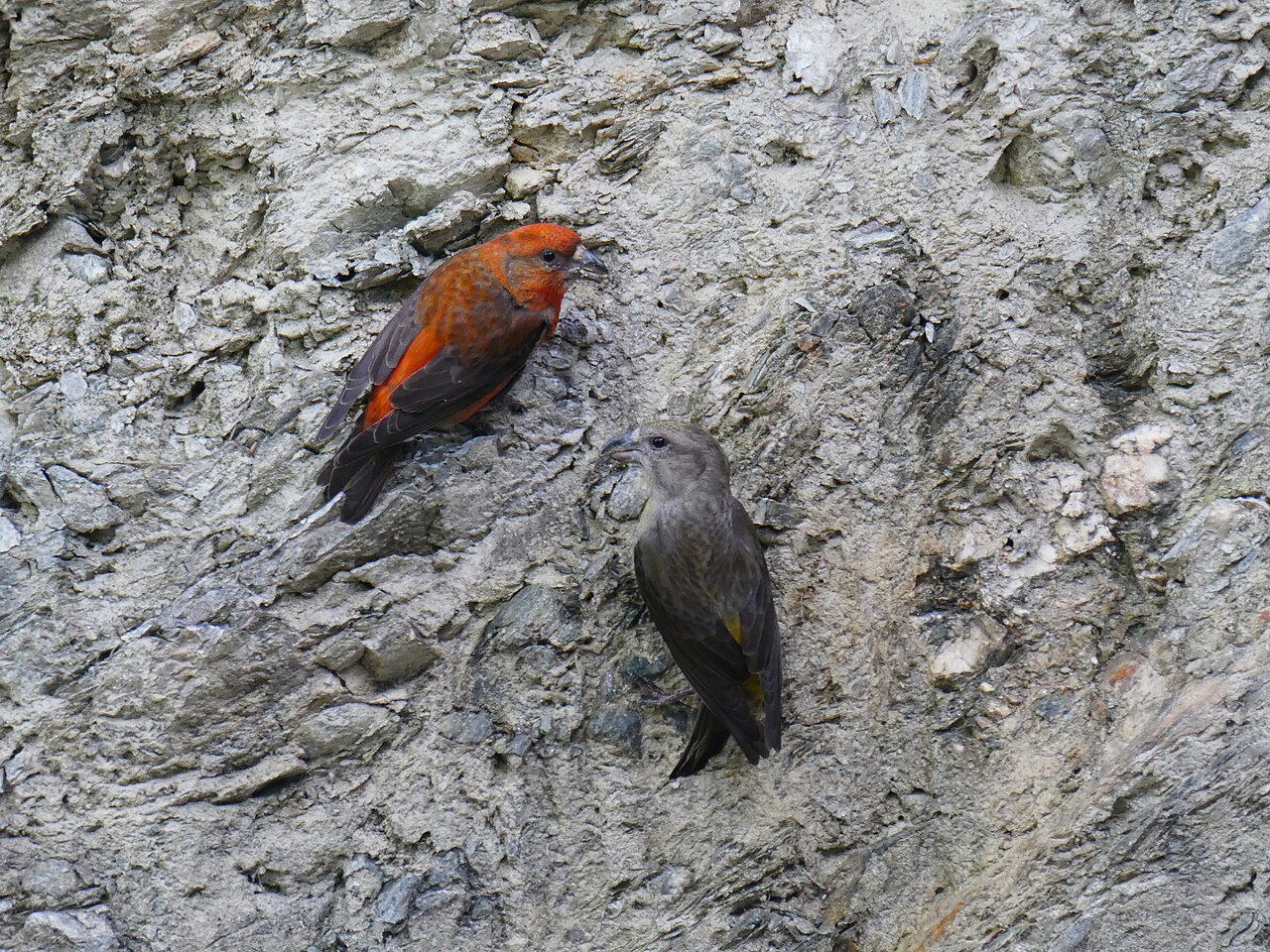 Crossbill