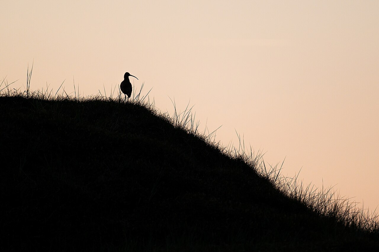 Curlew
