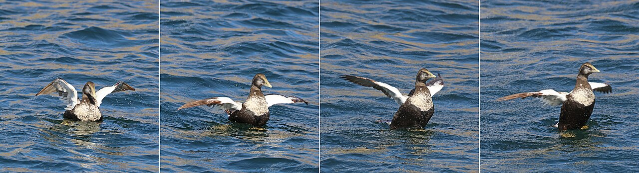 Eider