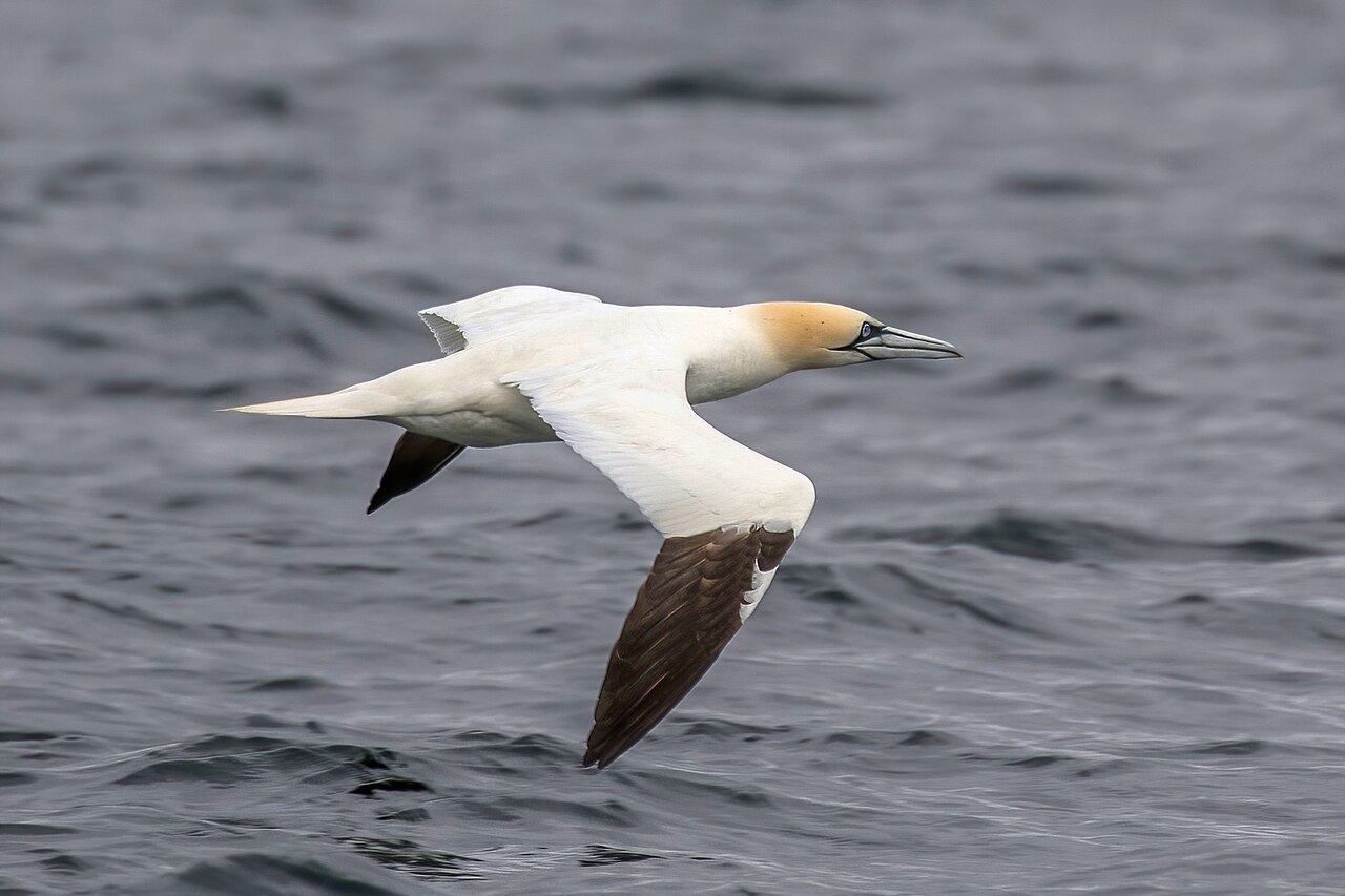 Gannet