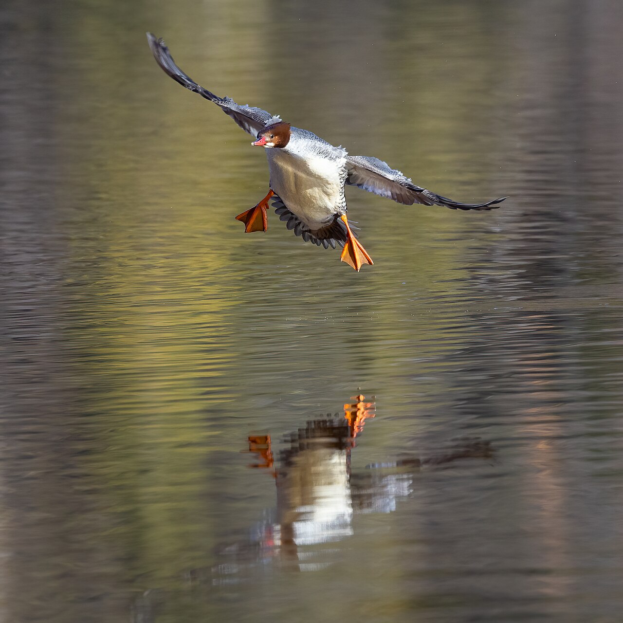 Goosander