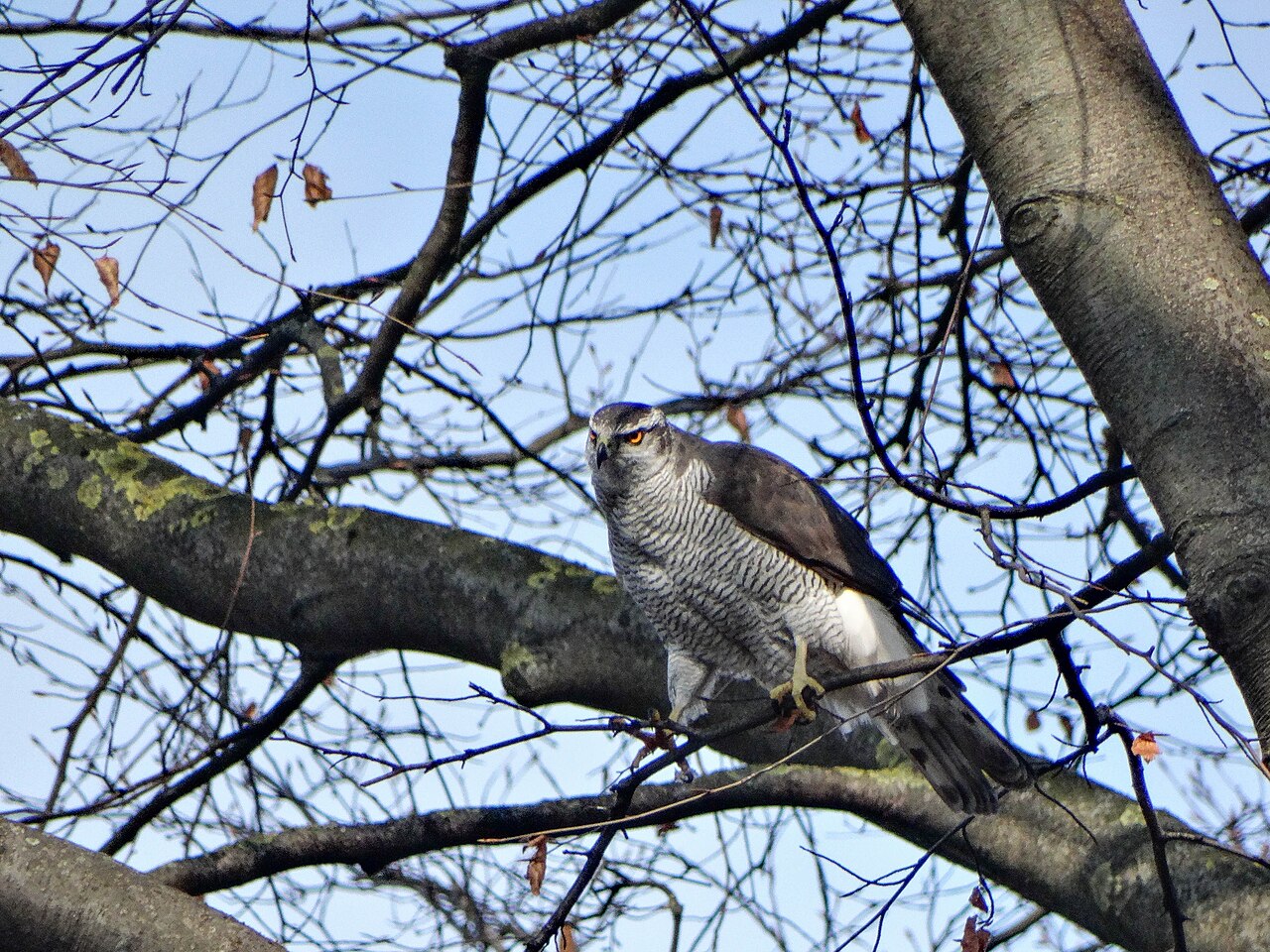 Goshawk