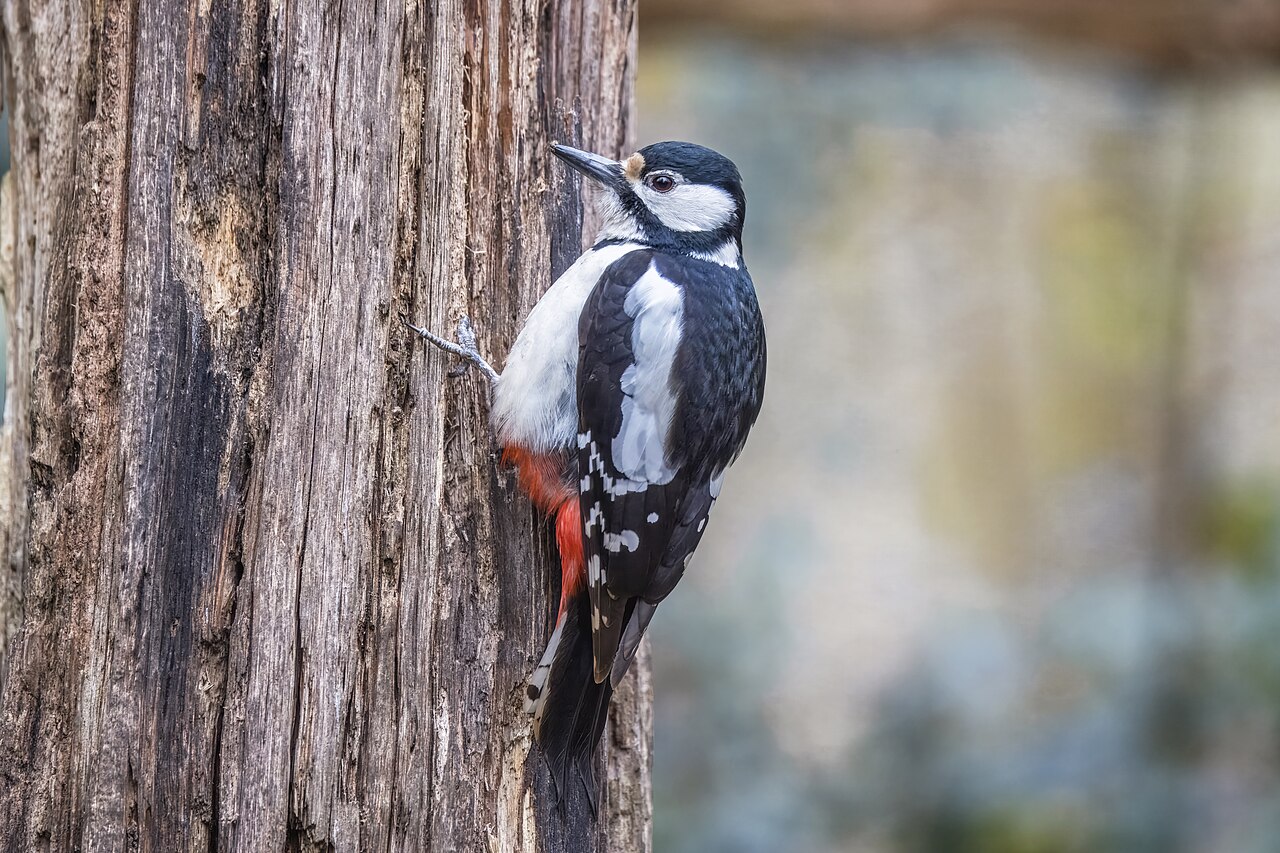 Great spotted woodpecker