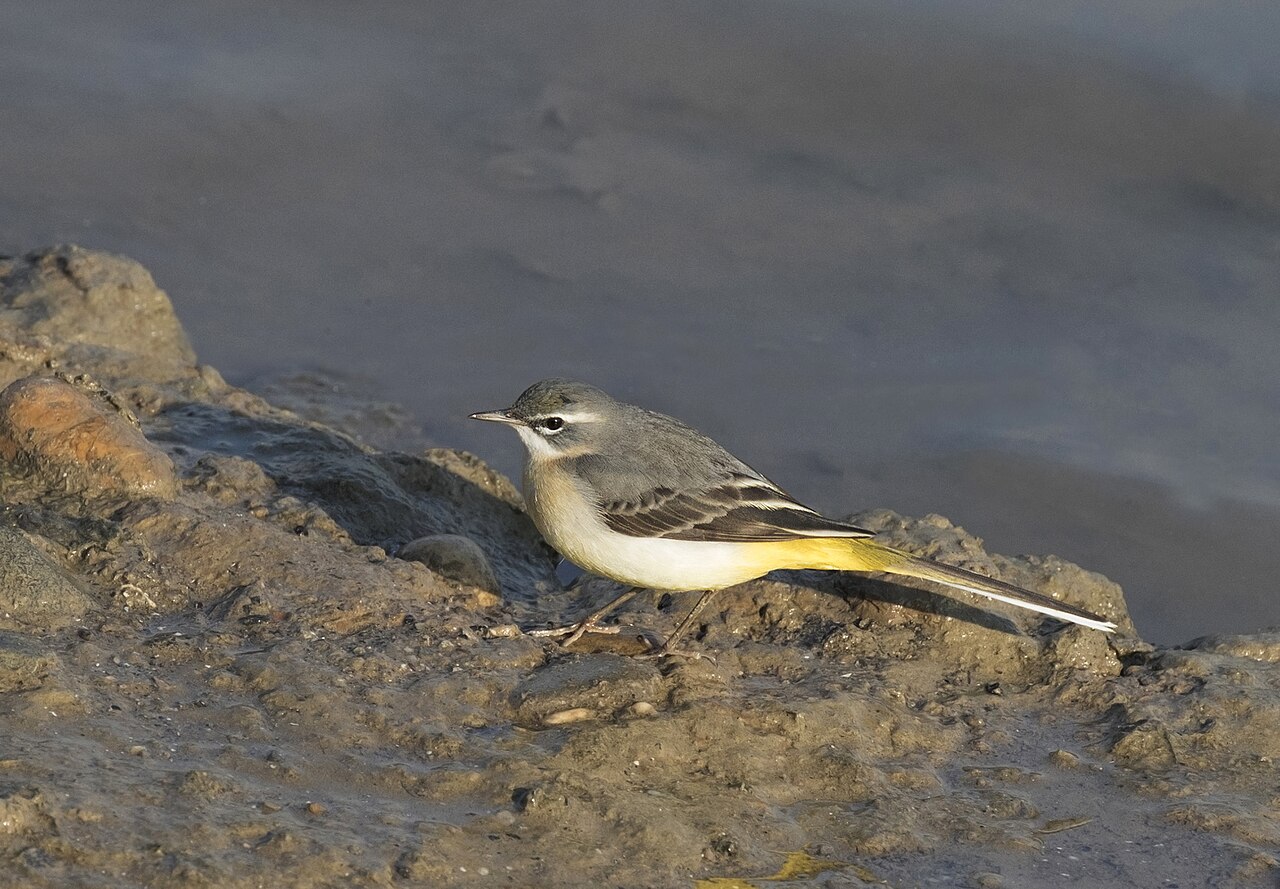 Grey wagtail