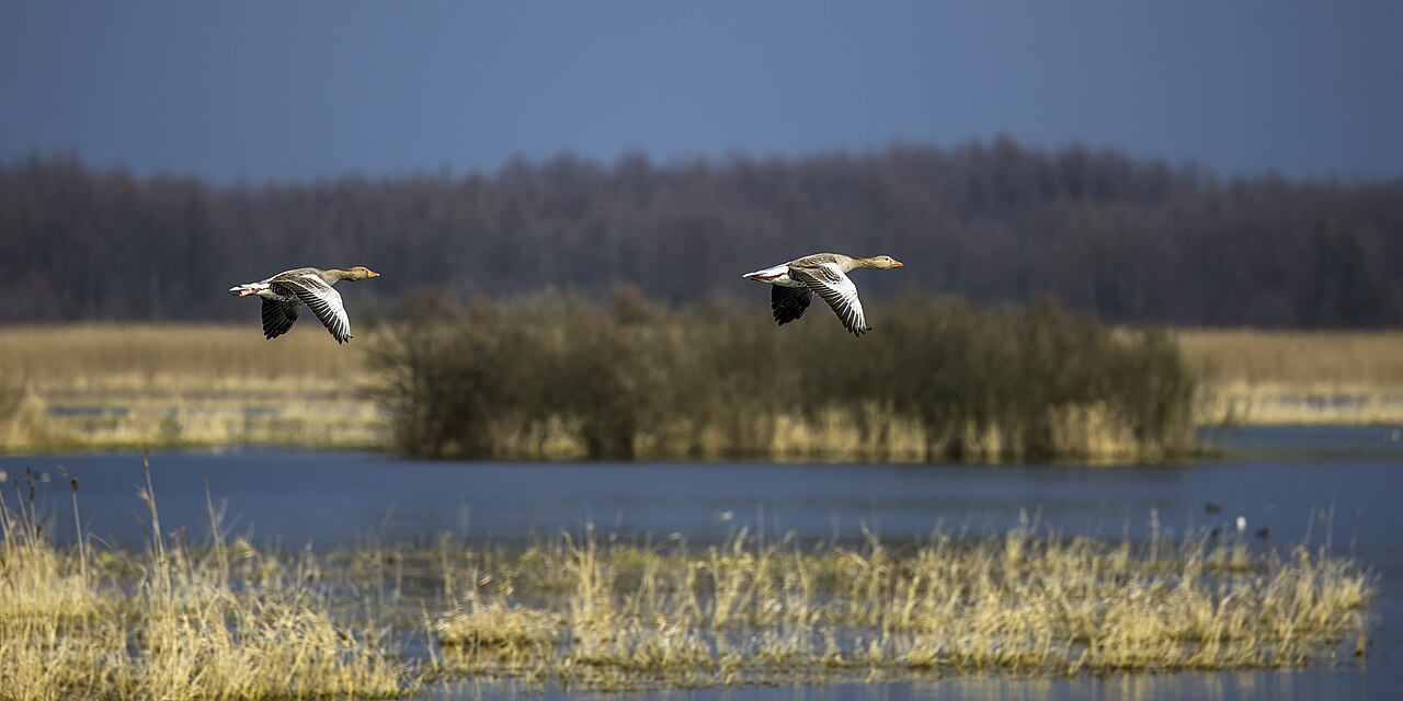 Greylag goose