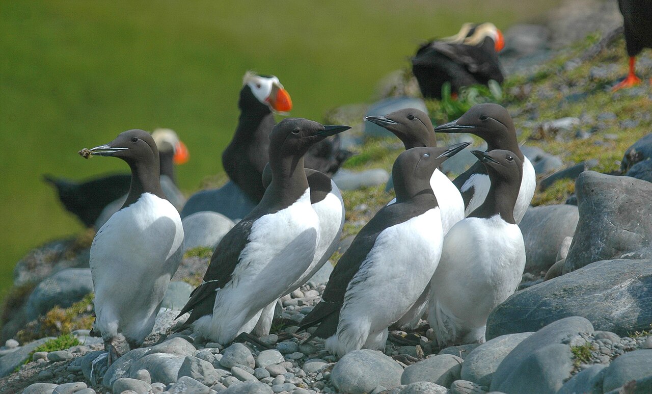 Guillemot
