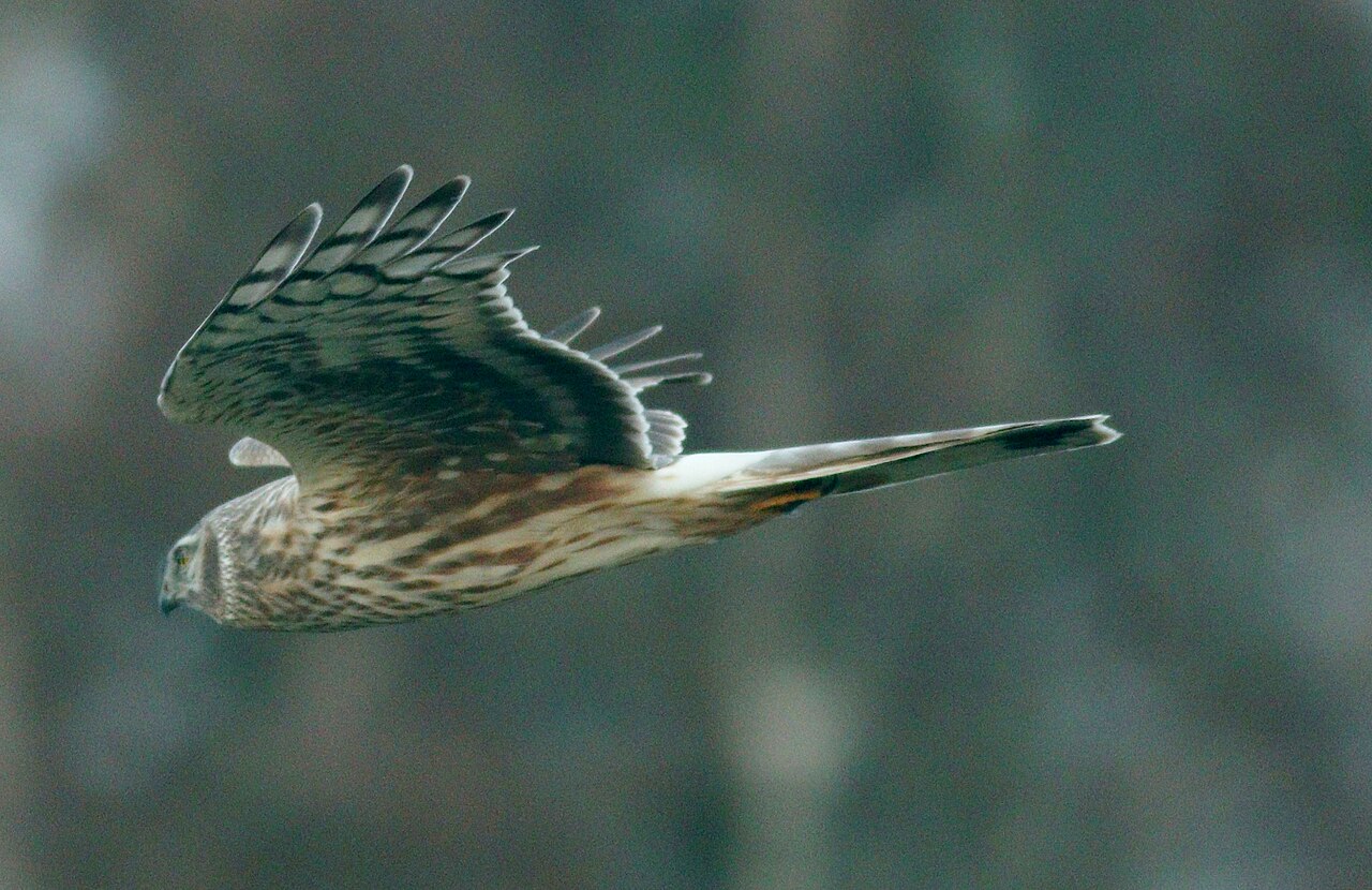 Hen harrier