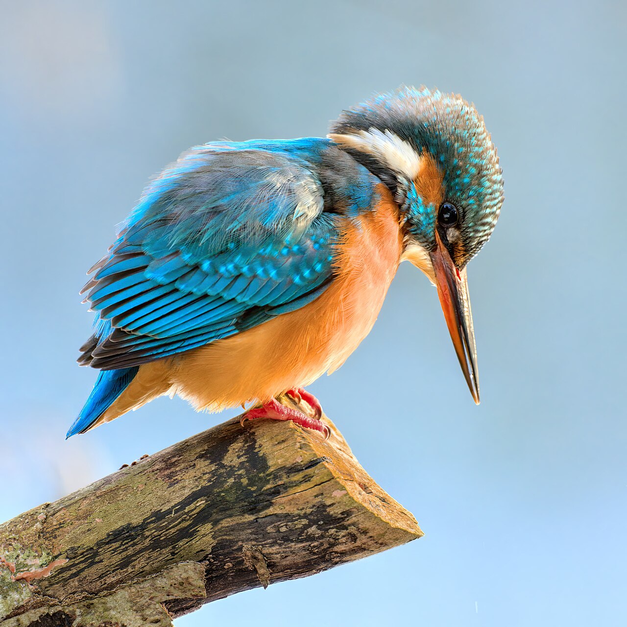 Kingfisher