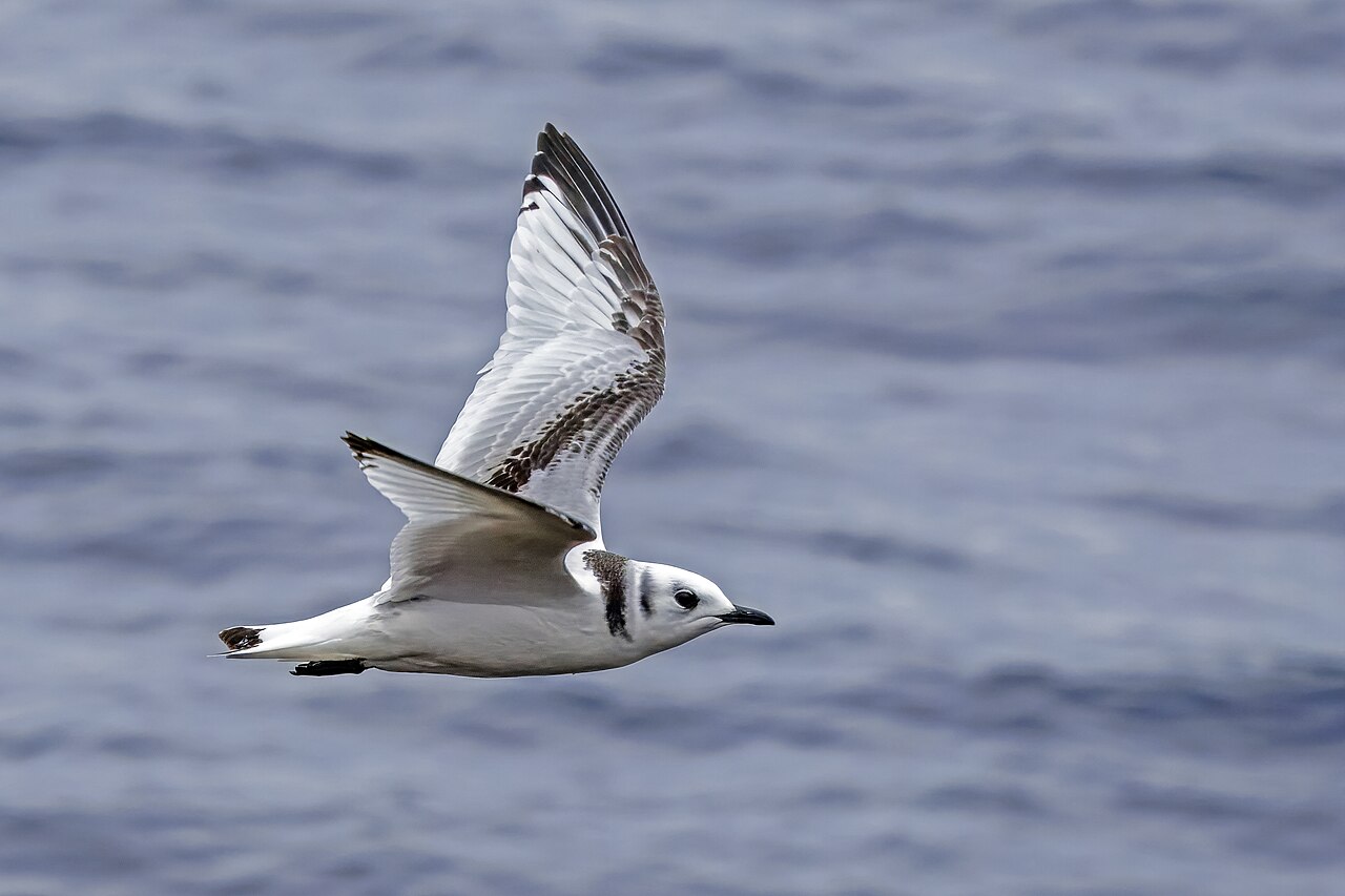 Kittiwake