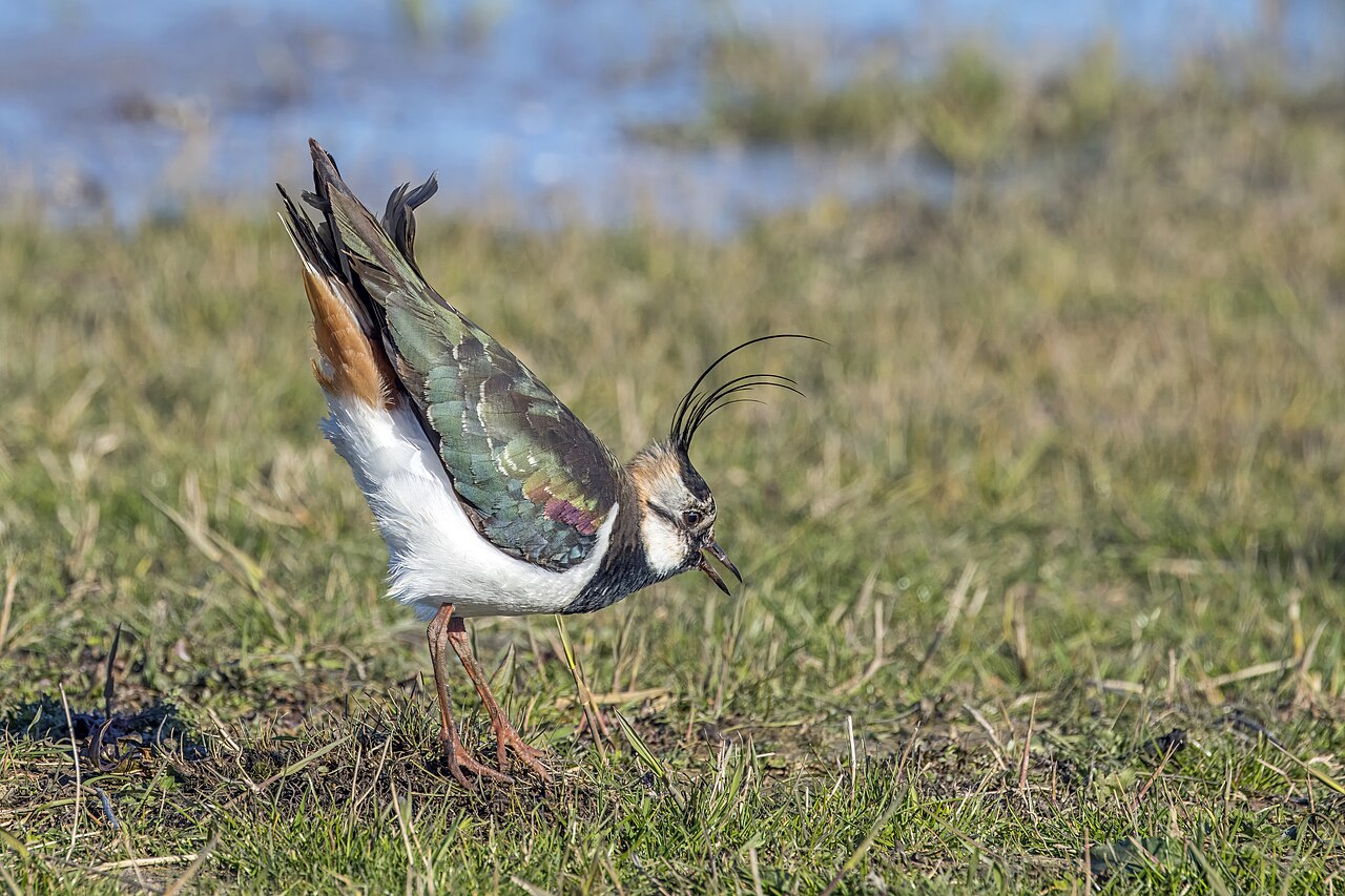 Lapwing