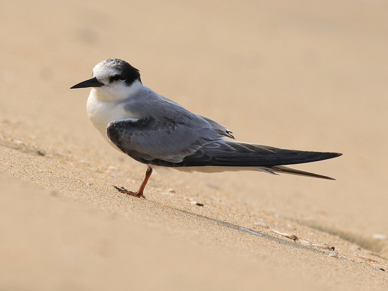 Little tern