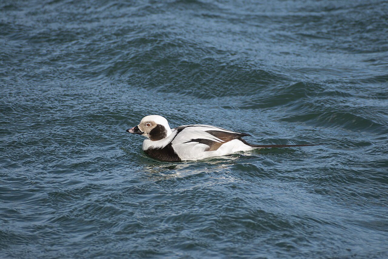 Long-tailed duck
