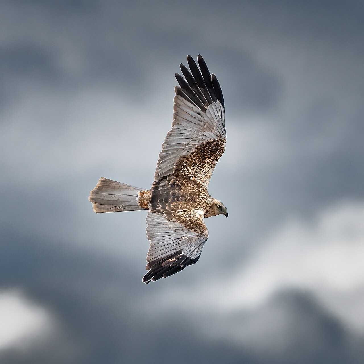 Marsh harrier