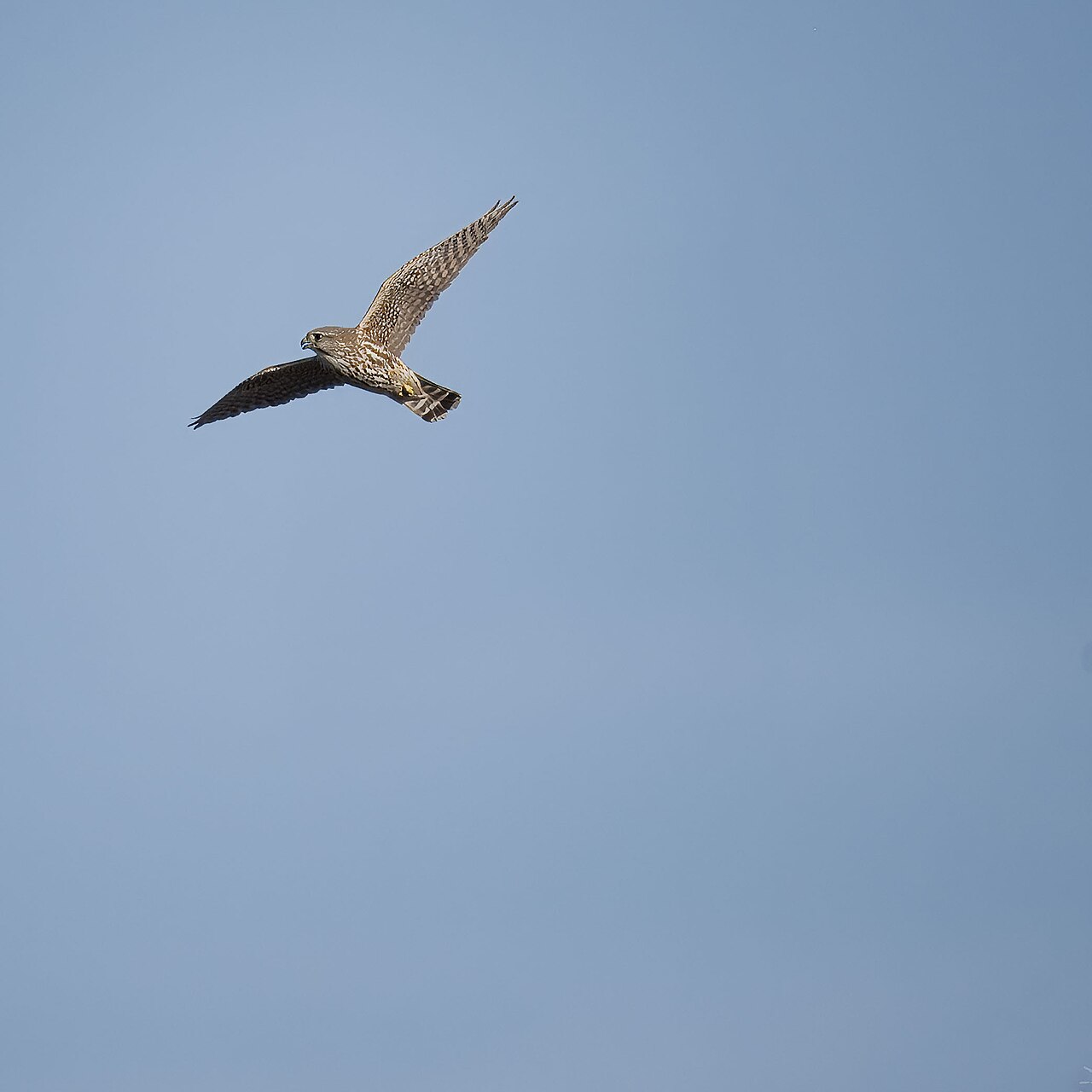 Merlin