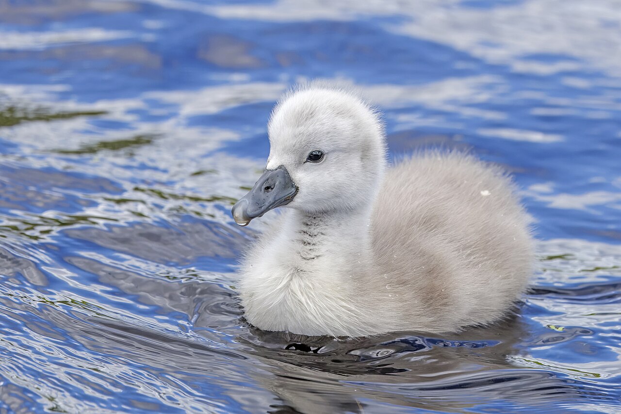 Mute swan