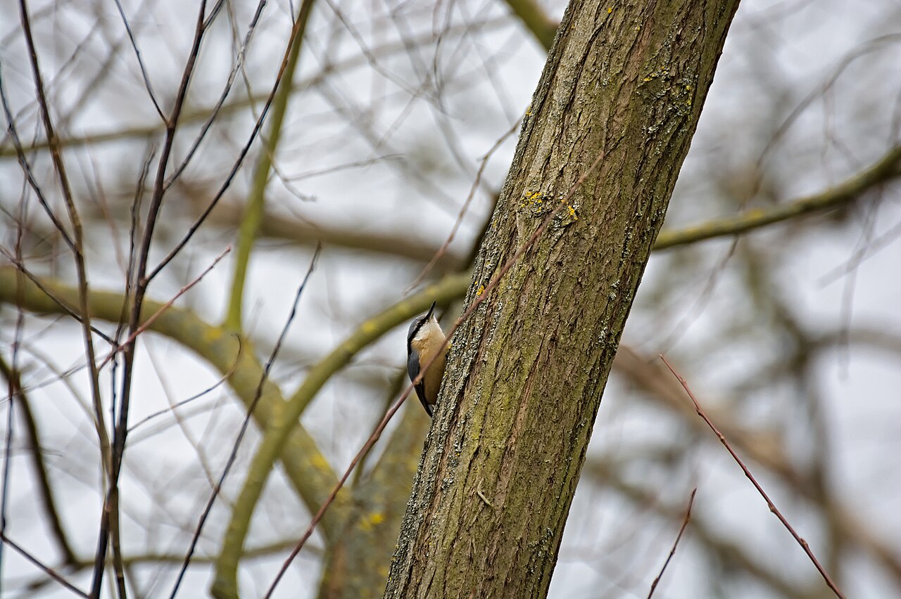 Nuthatch