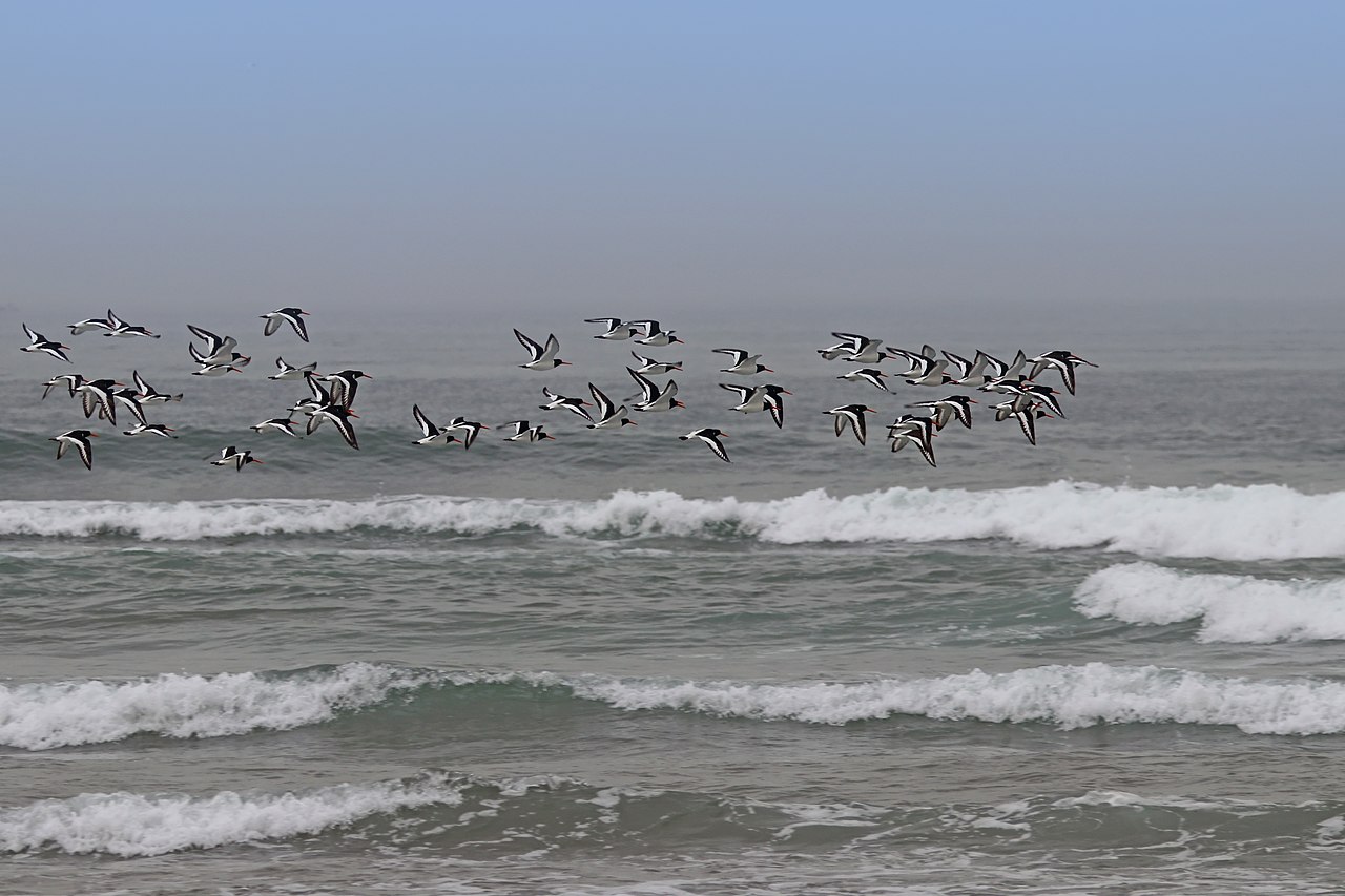 Oystercatcher