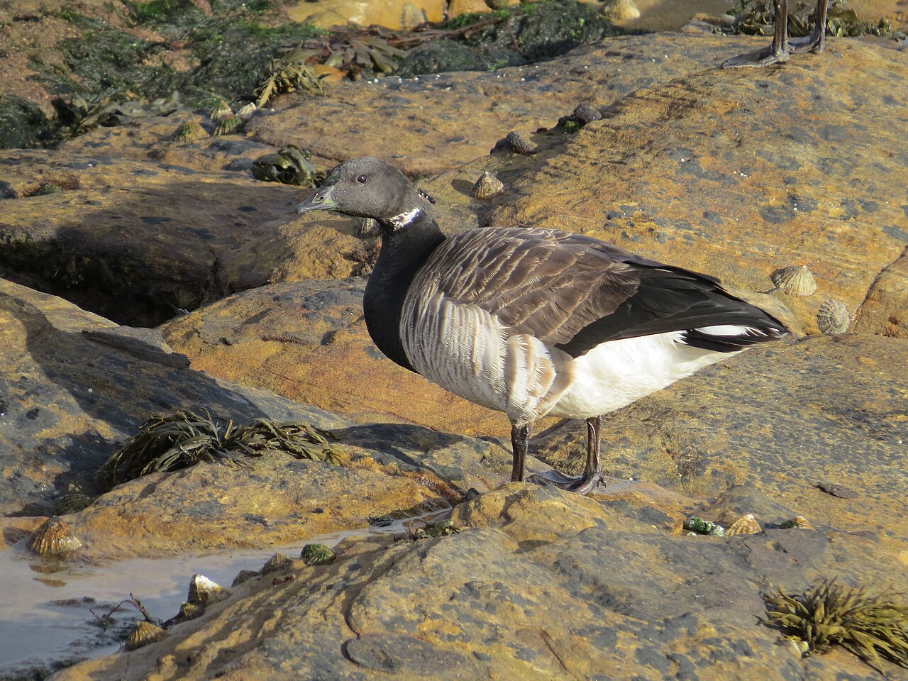 Pale-bellied brent goose
