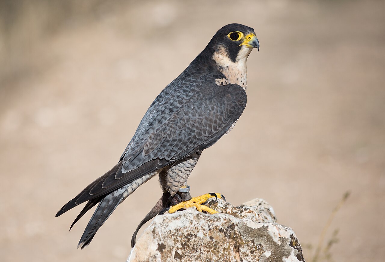Peregrine