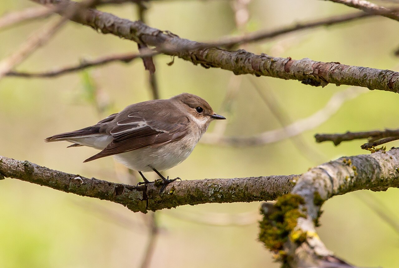 Pied flycatcher