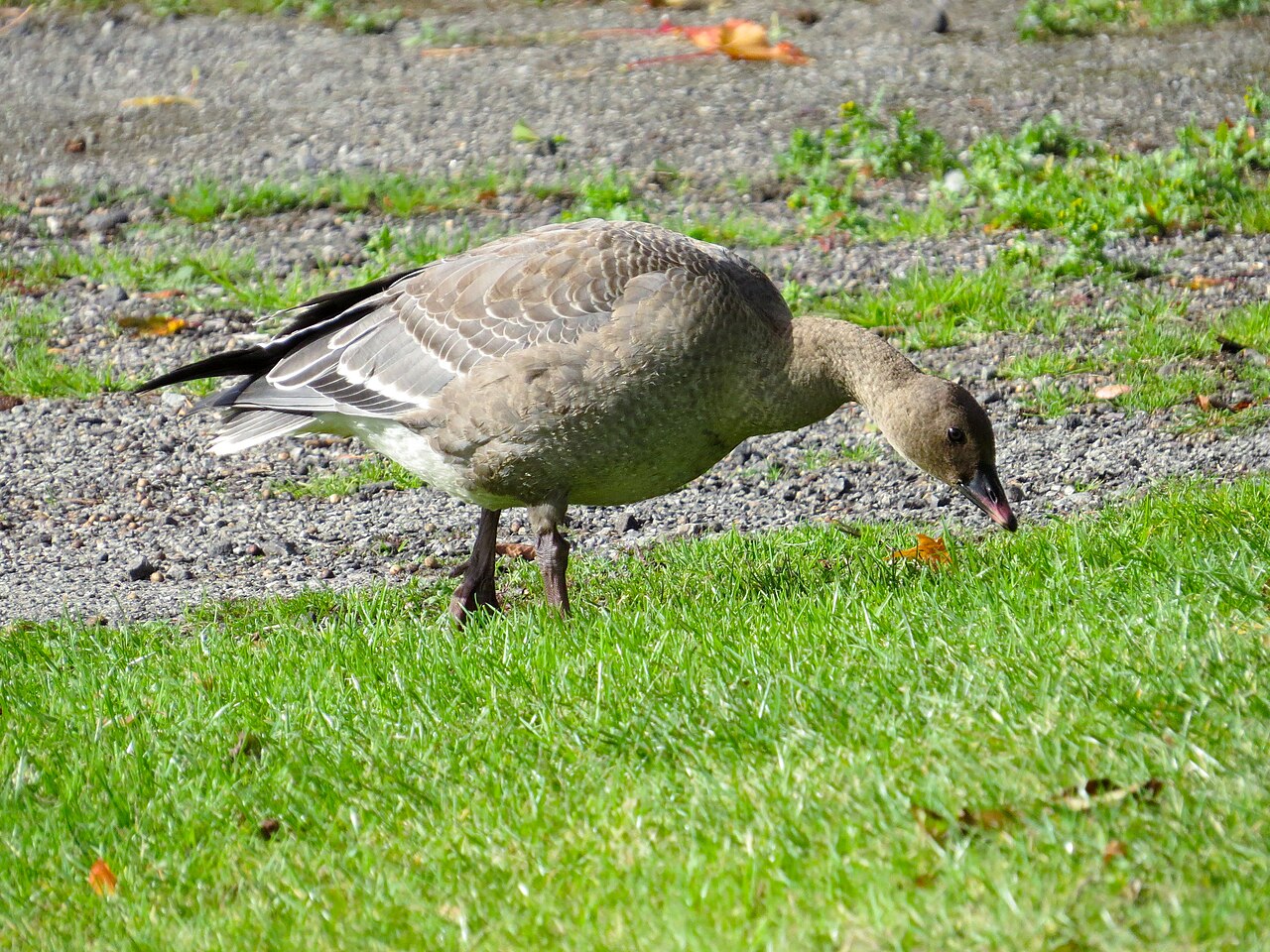 Pink-footed goose