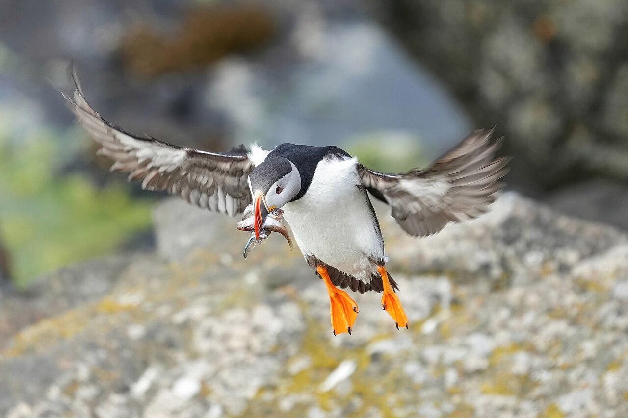 Puffin