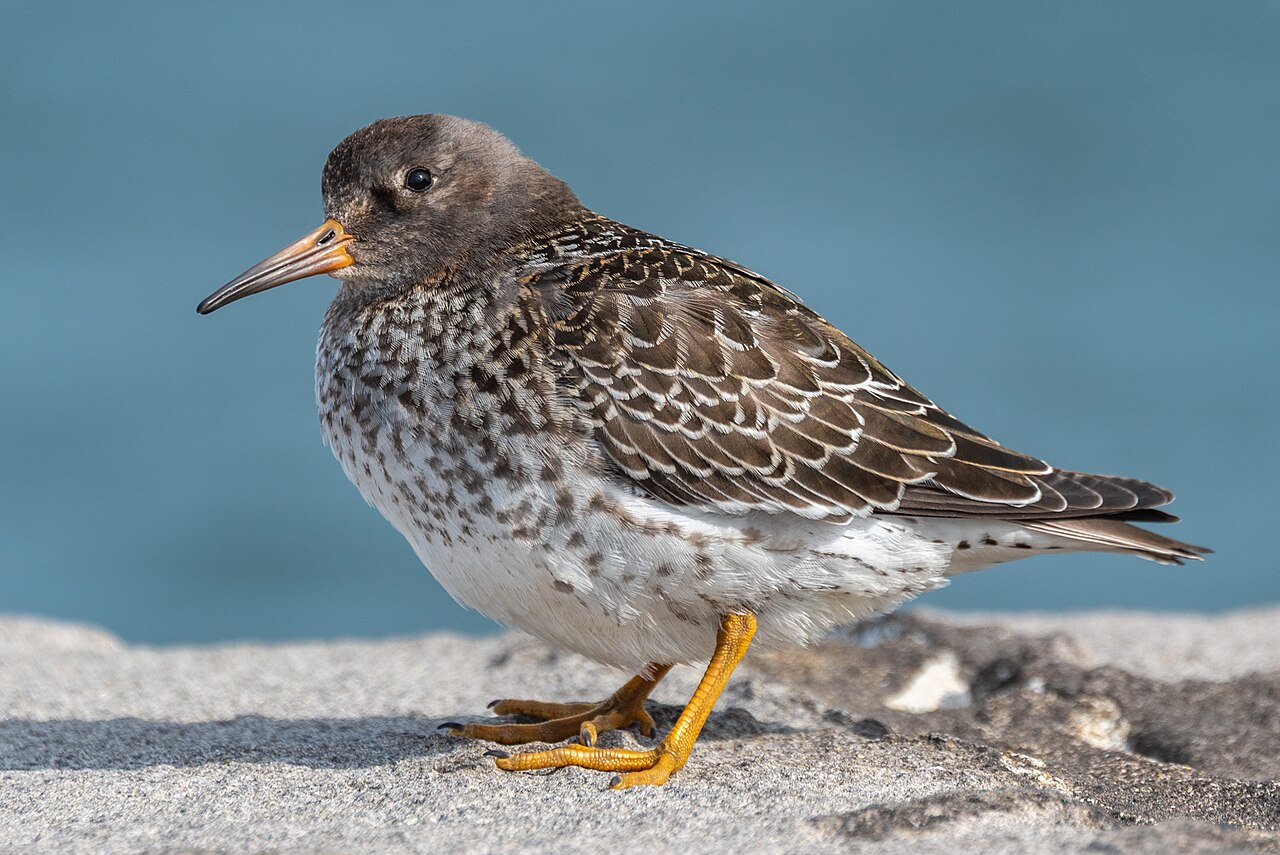 Purple sandpiper