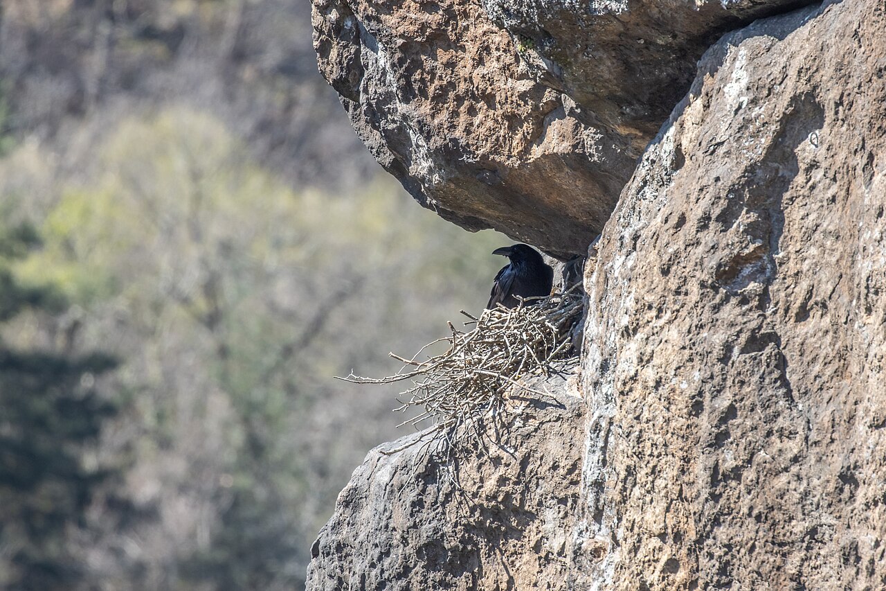 Raven
