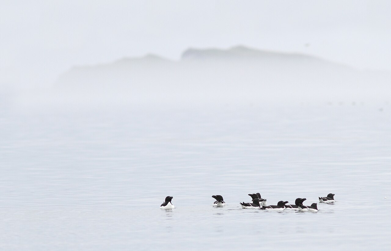 Razorbill
