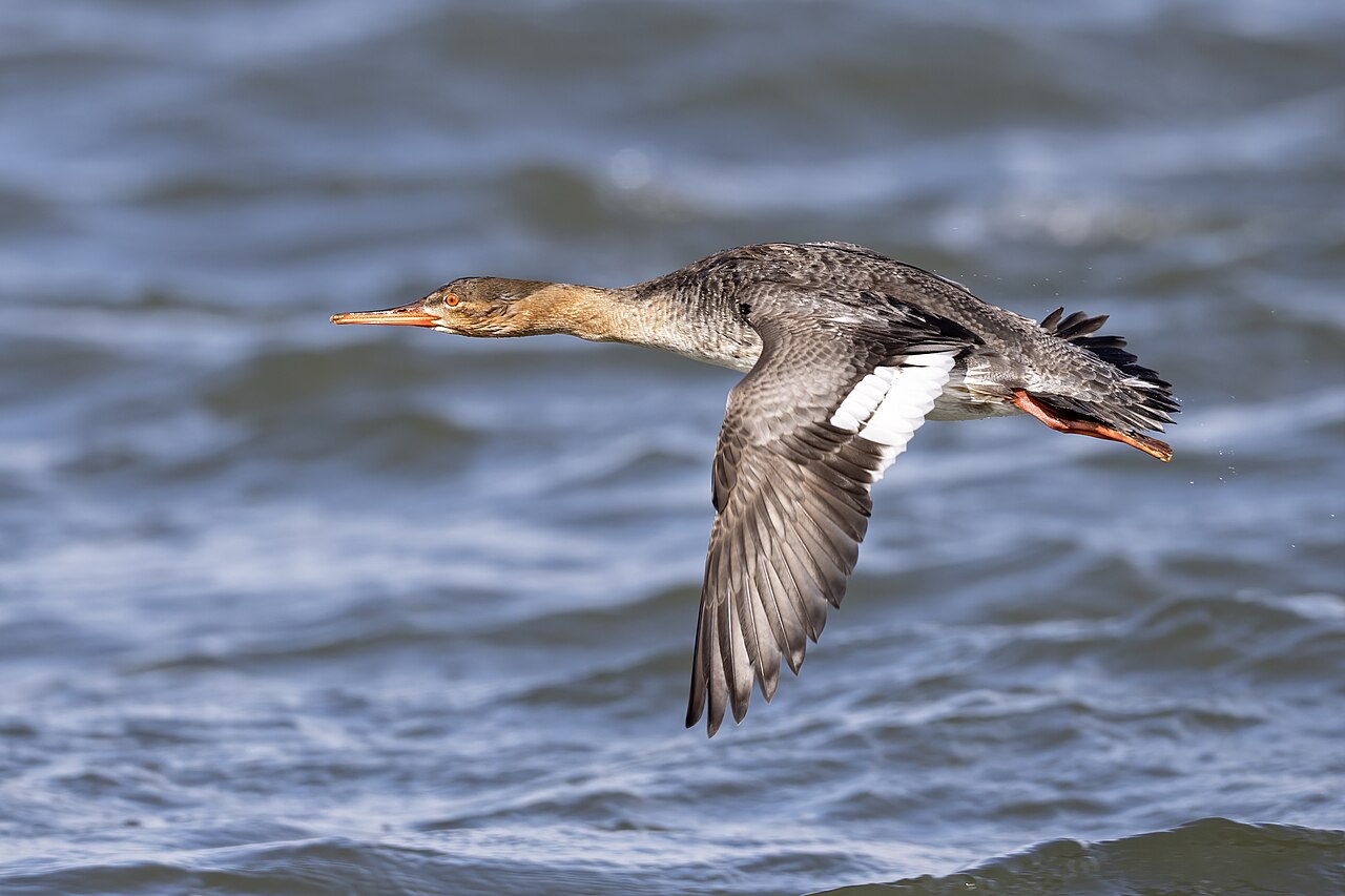 Red-breasted merganser