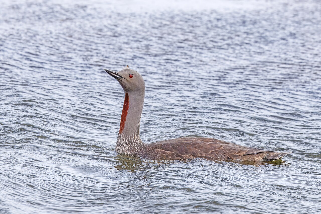 Red-throated diver