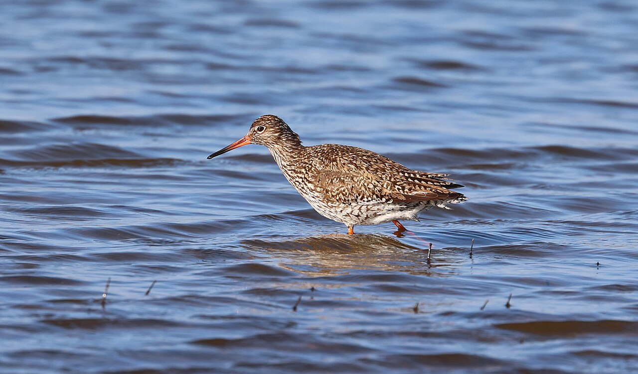 Redshank