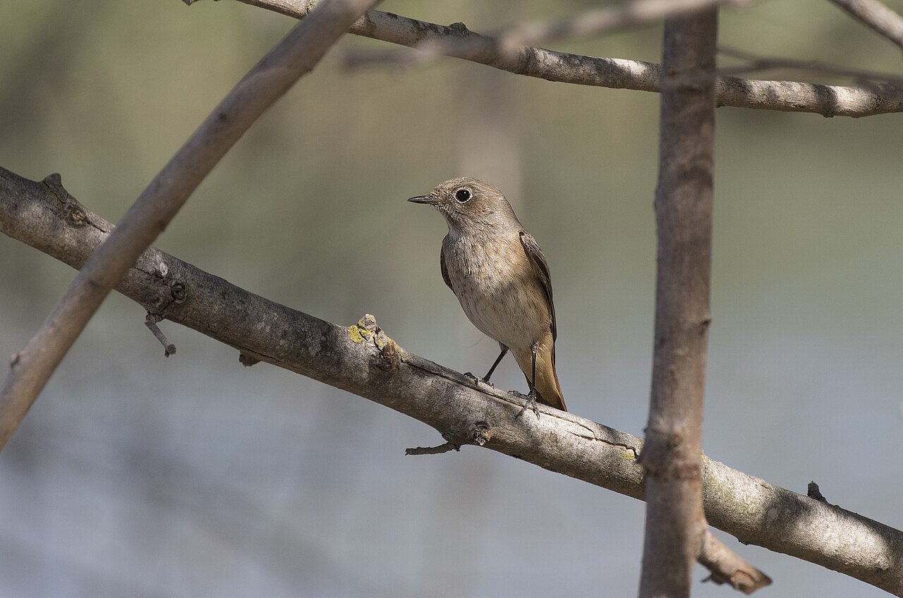 Redstart