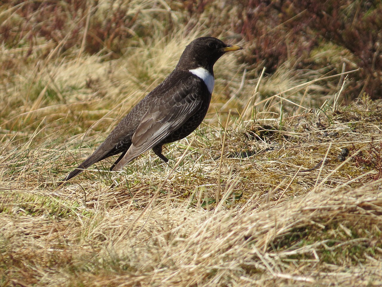 Ring ouzel