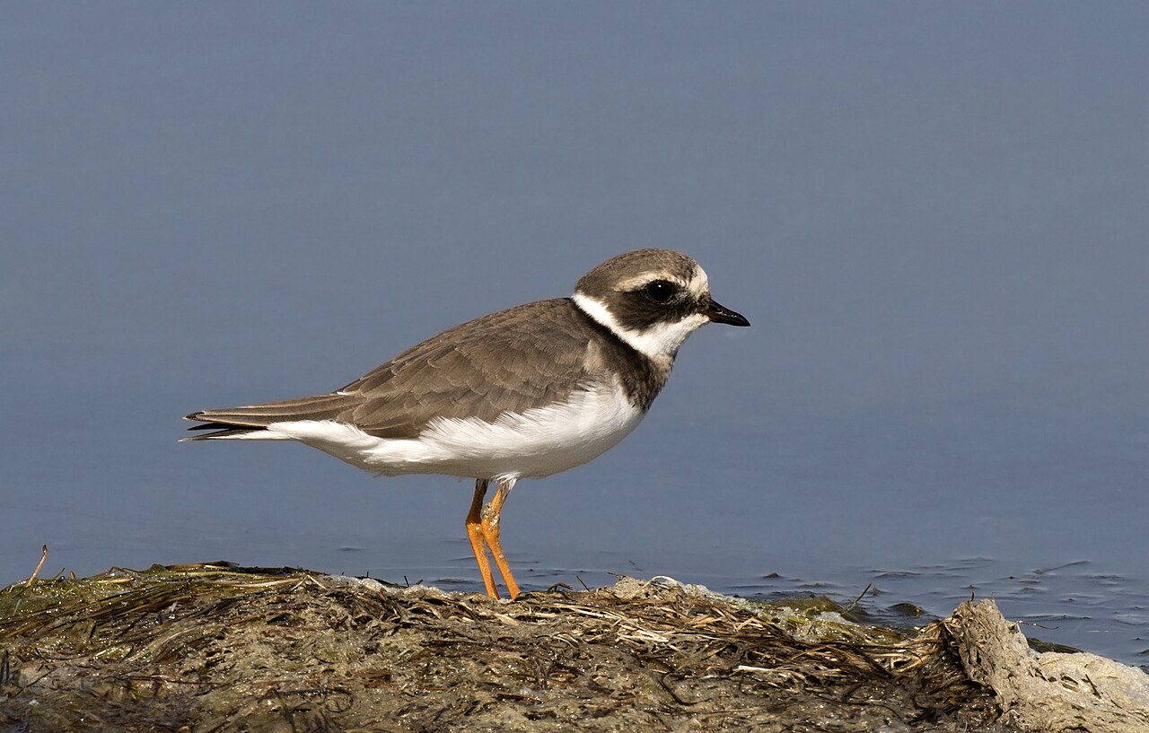 Ringed plover