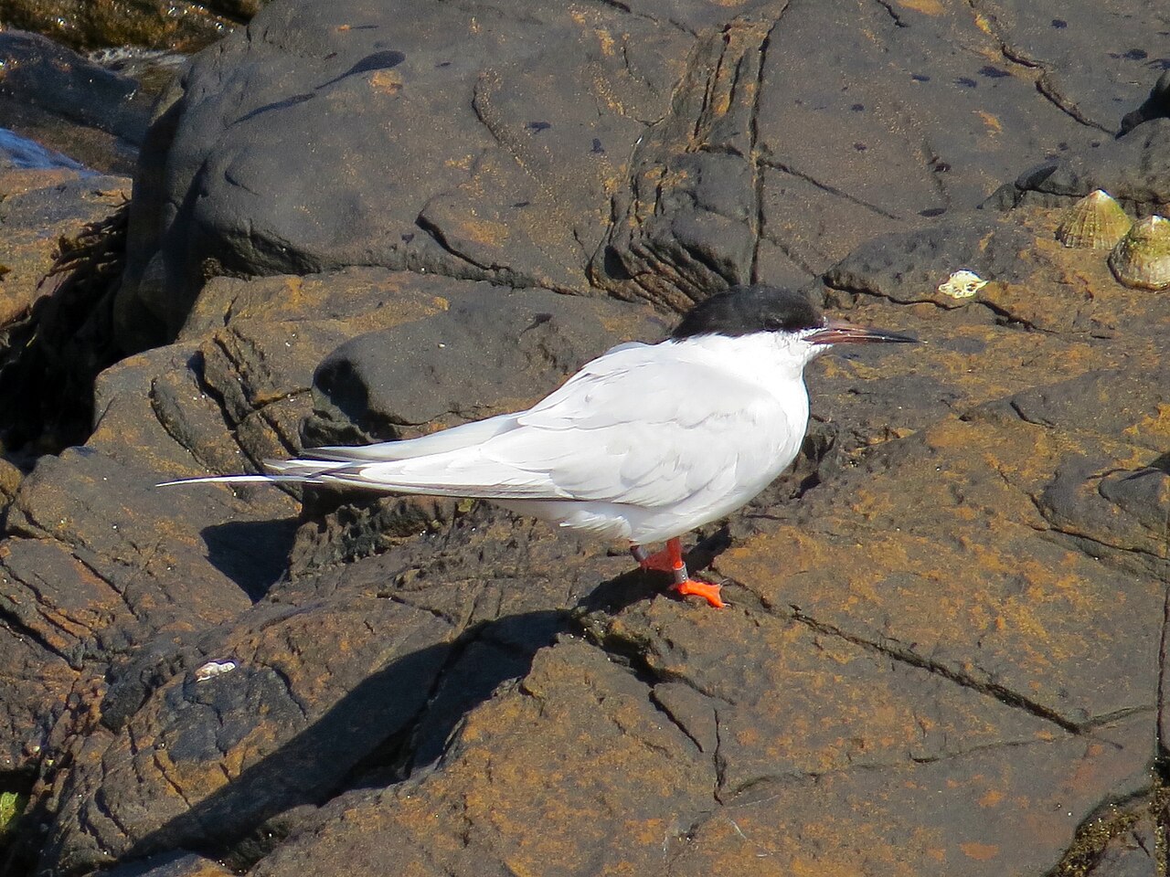 Roseate tern