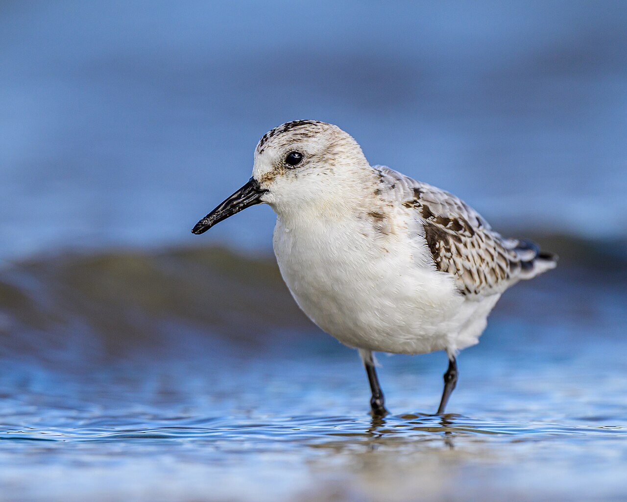 Sanderling