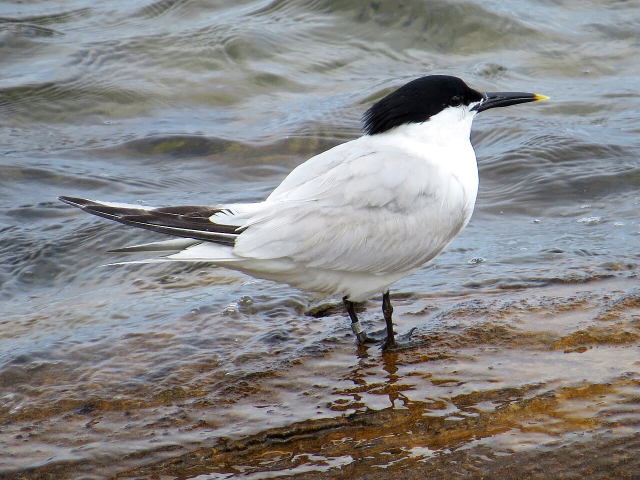 Sandwich tern